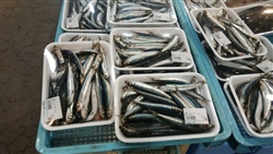 大漁市場では水揚げされたばかりの新鮮な魚が並ぶ