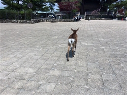 宮島の鹿。白いお尻がかわいい