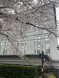 木屋町側の桜とクロスホテル京都の外観