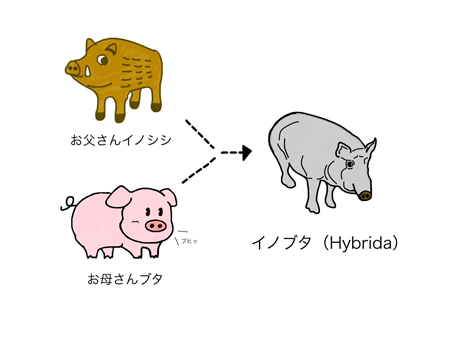 ハイブリッドはイノブタ（ラテン語でヒュブリダ）がその語源だが…