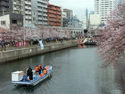 今年の春は花見は自粛、屋形船もダメ。
